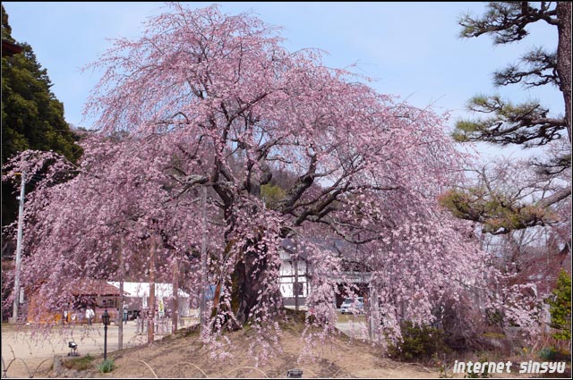 長野県飯田市座光寺　麻績神社にある樹齢３５０年の 舞台桜