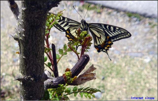 庭の山椒の木の枝で冬越ししていた蝶が羽化した直後。蝶はこの山椒の木が好きなようだ。