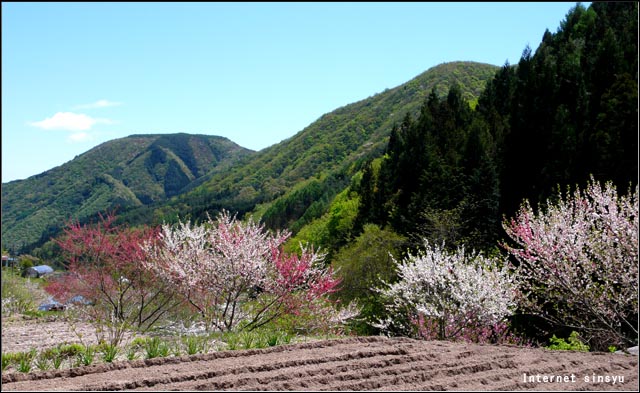 阿智村清内路の花桃と新緑