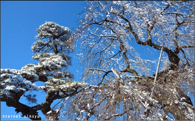 松と桜に初雪が降った。飯田市上郷　正命寺。