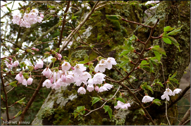 桜の季節　飯田市内で
