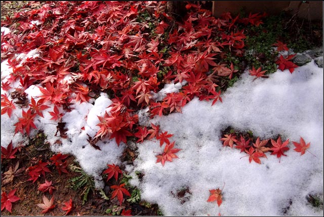 山小屋の庭に散ったモミジに初雪が．．
