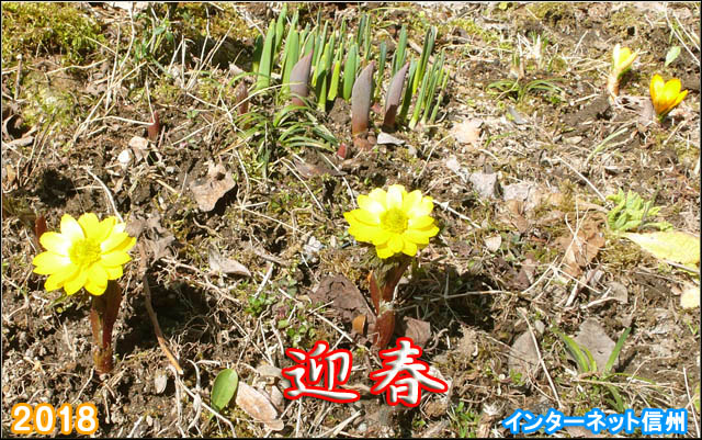 春一番に咲く「福寿草」